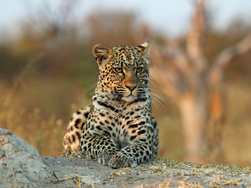 I PARCHI DEL BOTSWANA IN VOLO — 9